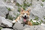 CORGI PEMBROKE 483